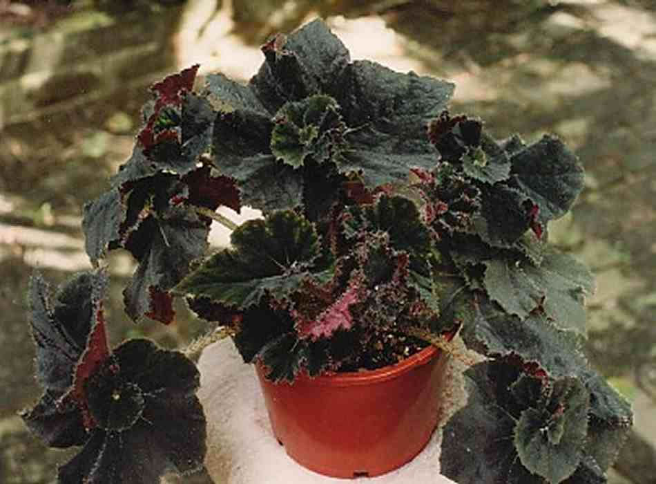 B. ‘Curly Kola’